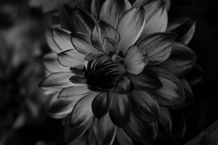 Black Dahlia Flower: Unraveling the Mystery and Beauty Behind the Dark Bloom