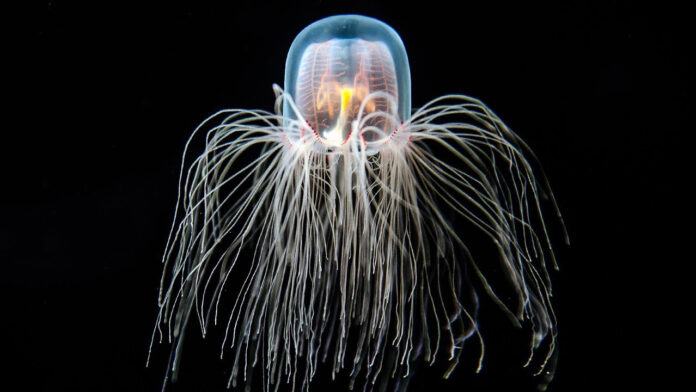 Eternal Wonder: 10 Astonishing Facts About the Immortal Jellyfish