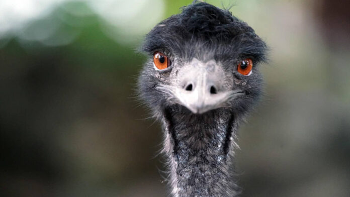 Feathered Foes: Surprising Facts of the Great Emu War
