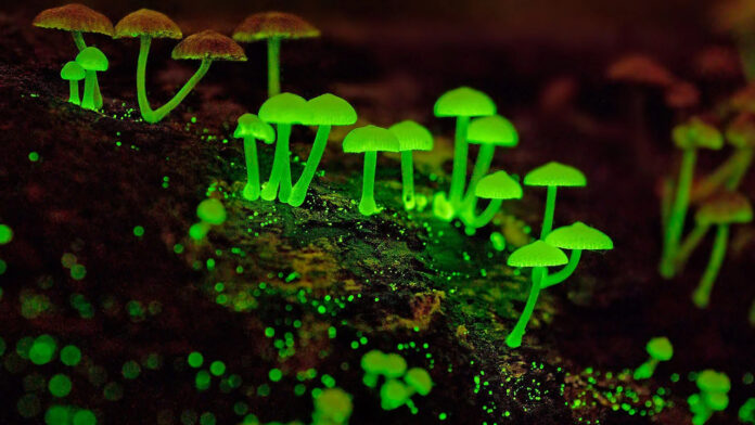 Glowing in the Dark: 10 Fascinating Facts About Bioluminescent Mushrooms